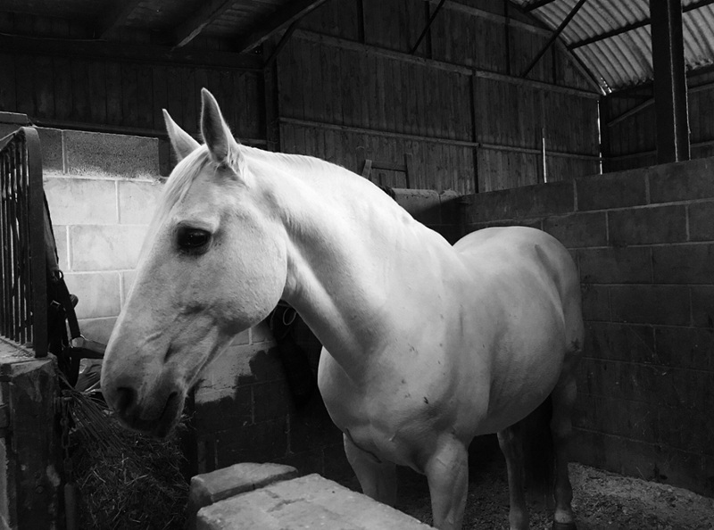 Cavalo Puro Sangue Lusitano e a tradição equestre de Portugal
