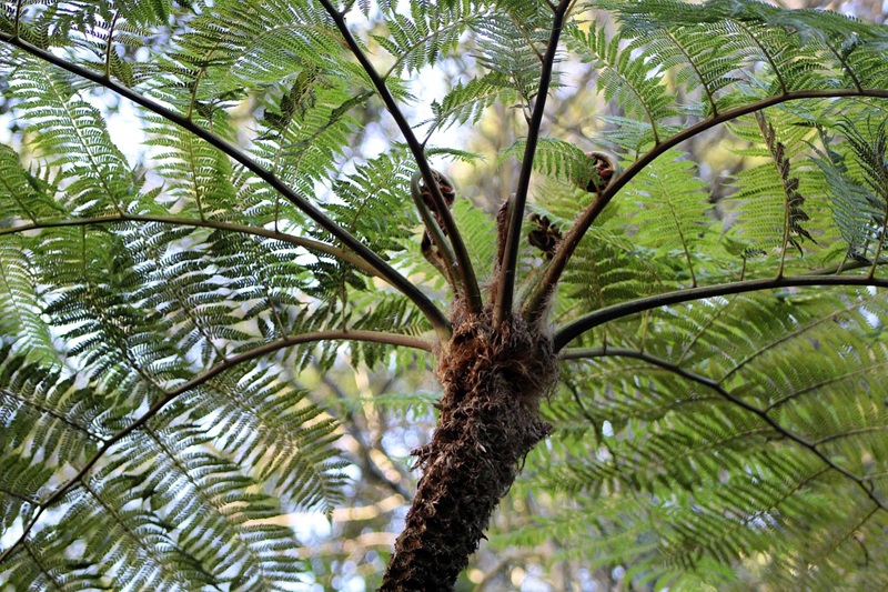 Conheça o Parque da Pena, um dos jardins botânicos mais notáveis do século XIX